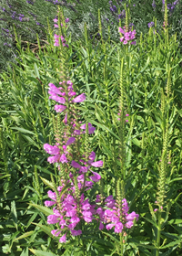 Physostegia virginiana 'Vivid'